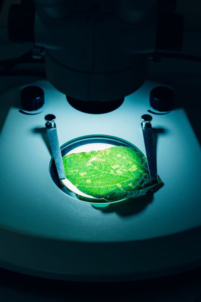 Stem cells under a microscope